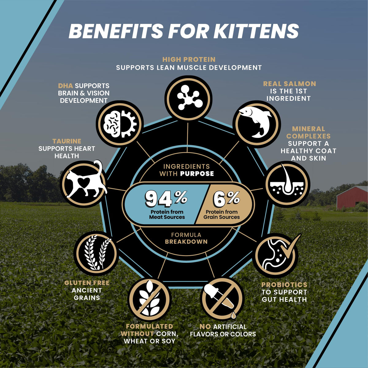 High Protein Salmon Recipe for Kittens, 5lb Y3168