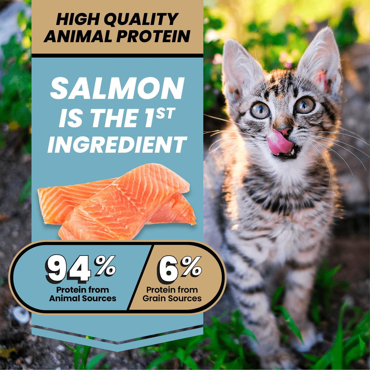 High Protein Salmon Recipe for Kittens, 5lb Y3168