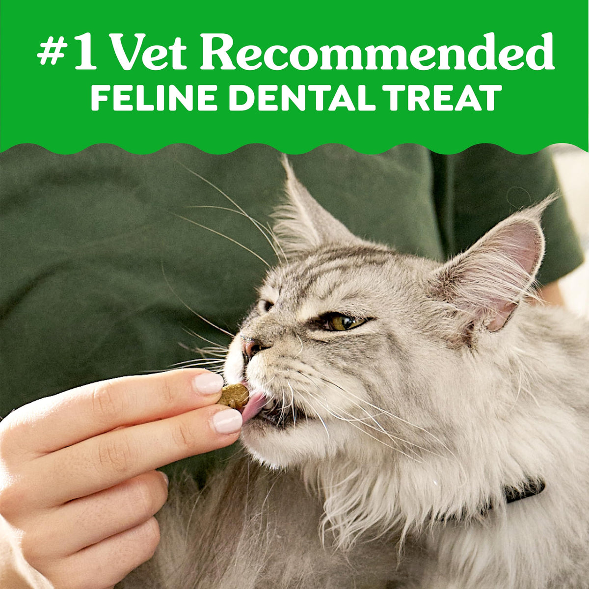 Catnip Flavor Dental Cat Treats 4.6 oz I684844