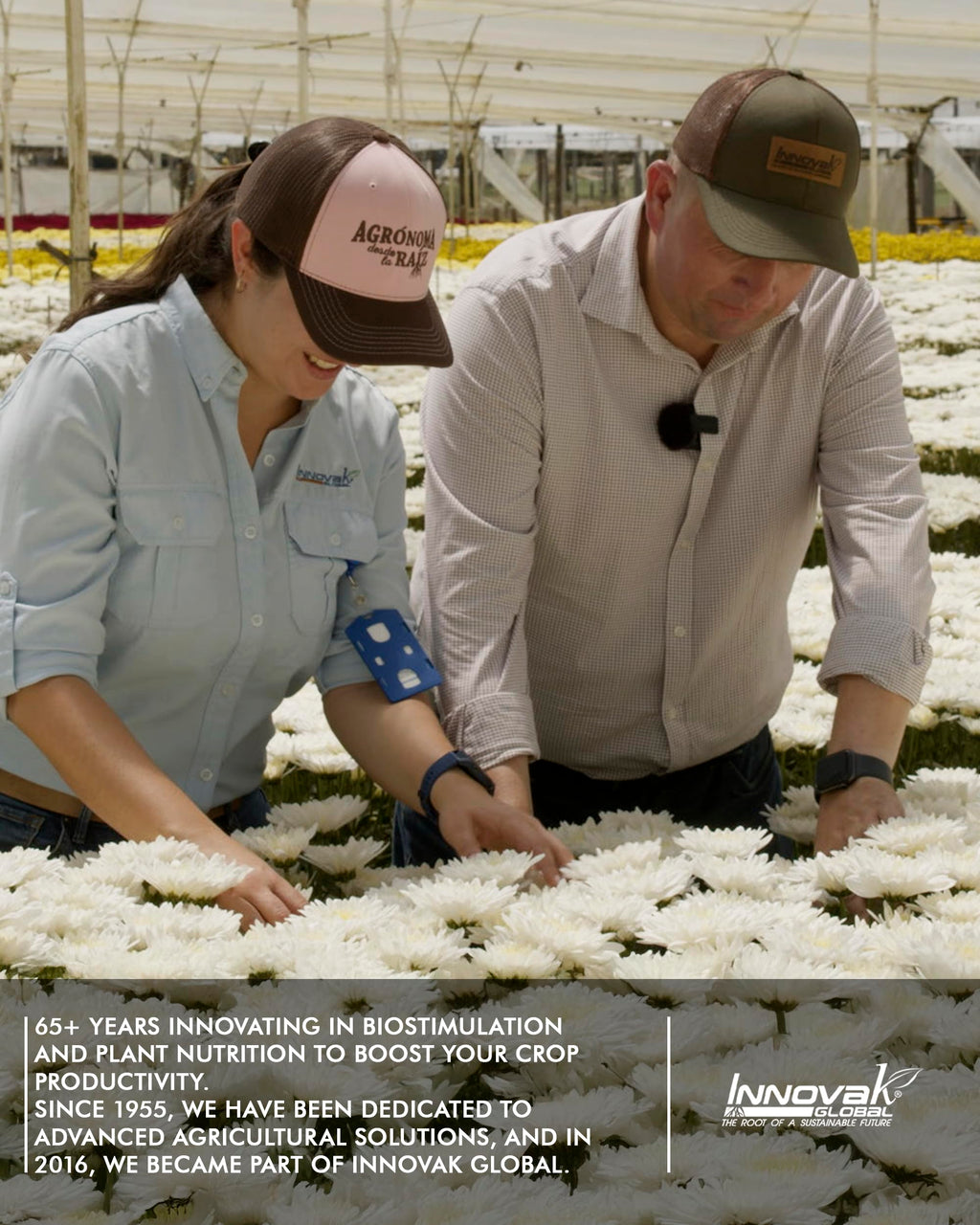 Liquid Calcium Fertilizer for Tomatoes and Vegetables B8938