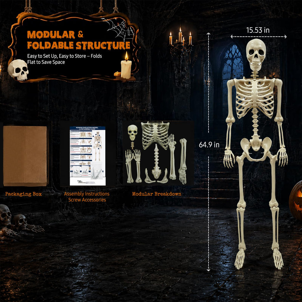Life Size Skeleton J198
