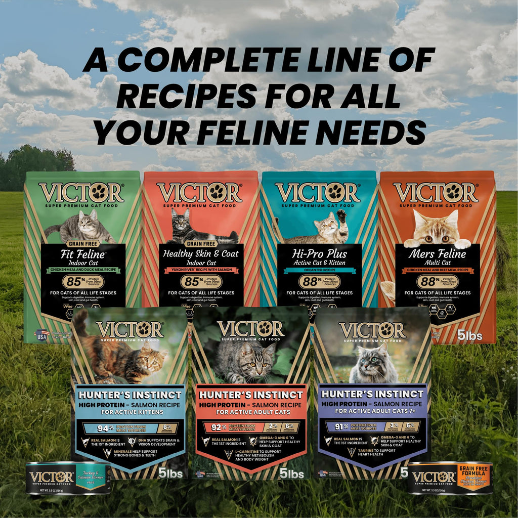 High Protein Salmon Recipe for Kittens, 5lb Y3168
