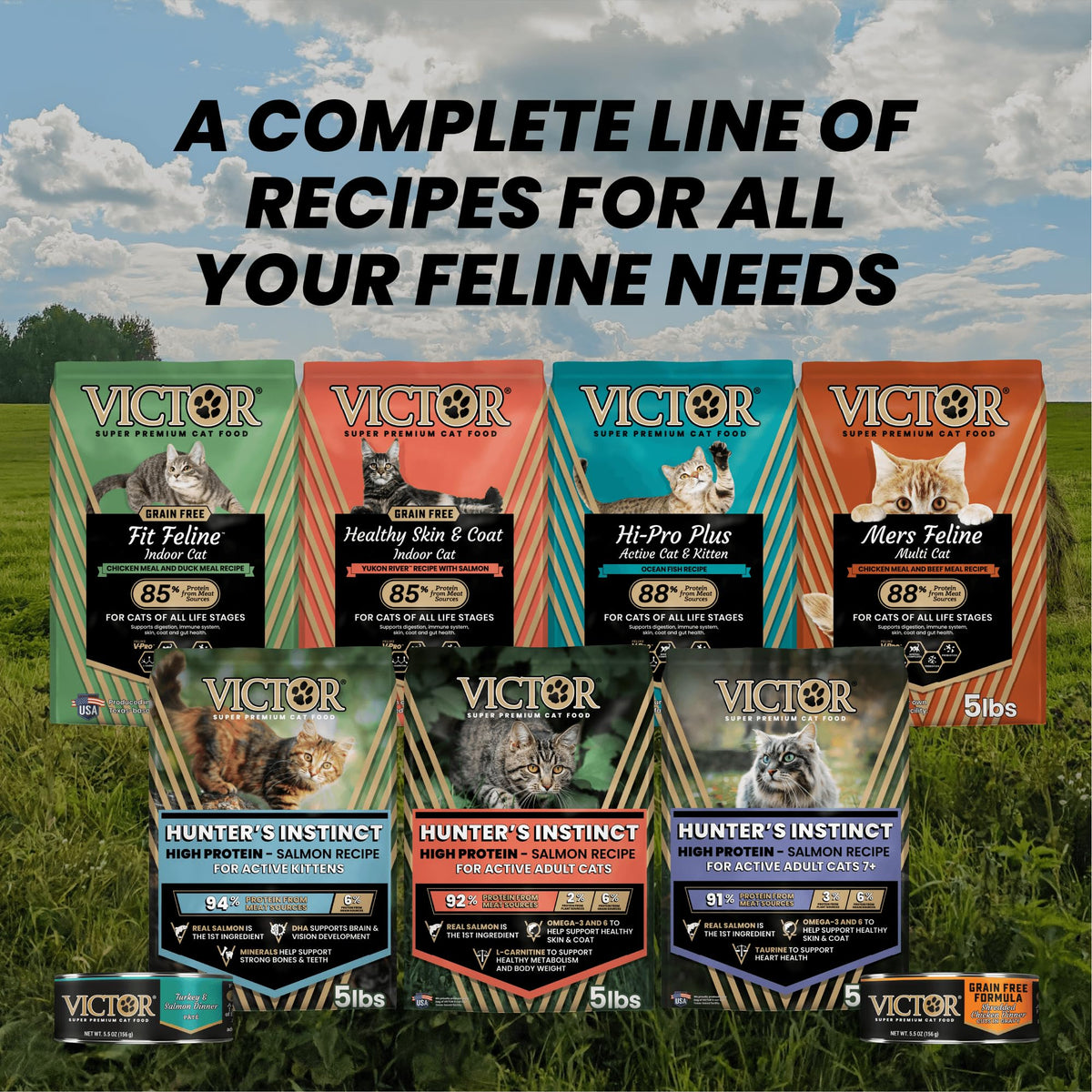 High Protein Salmon Recipe for Kittens, 5lb Y3168
